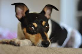We know that one person's a toy fox terrier adoption will always be a more affordable option than purchasing a puppy from a breeder. Toy Fox Terrier Fun Facts And Crate Size Pet Crates Direct