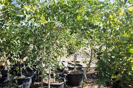Mexican Lime Tree Gdnc Nursery