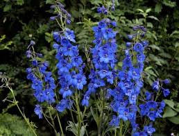 Delphiniums: How to Plant, Grow, and Care for Delphinium Flowers ...