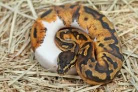 spider ball python banned head wobble
