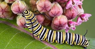 what do monarch caterpillars eat az