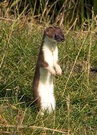 Ermine Definition And Synonyms Of
