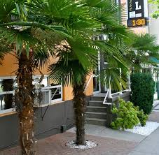 Vancouver Should Plant More Palm Trees