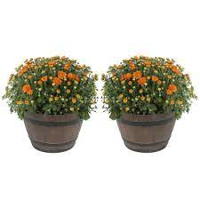 Share this product with a friend. Costa Farms 3 Qt Ready To Bloom Orange Fall Mums Chrysanthemum In Whiskey Barrell 2 Pack Chr3qtorg2pkwb The Home Depot
