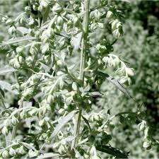 Artemisia - SEINet Portal Network