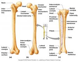 Bone Markings Anatomy Anatomy Bone Markings Human Body