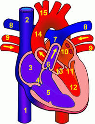 Human Heart Unlabeled Clipart Best Circulatory System