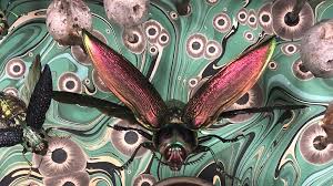 Creepy Crawling History Of Insect Art