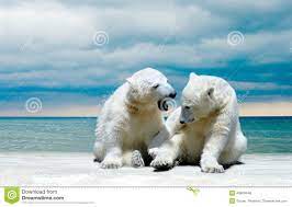 Petits Animaux D'ours Blanc Sur Une Plage D'hiver Photo stock - Image du  blanc, ours: 49609446