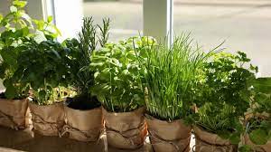 houseplants perfect for your kitchen window