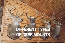 Diffe Types Of Deer Mounts Poses