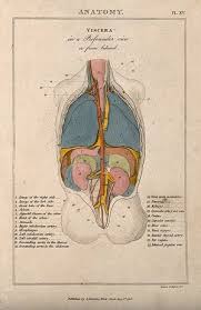 The female reproductive organs are responsible for many functions in the body. A Torso Seen From The Back Dissected To Reveal Internal Organs In Various Colours Coloured Line Engraving By H Mutlow 1808 Wellcome Collection