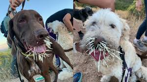 2 dogs 'quilled' by porcupine at off-leash area in Draper
