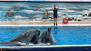 dubai dolphinarium seal show kyka group
