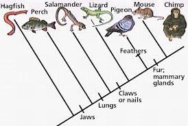 By depicting these relationships, cladograms. How To Make A Cladogram 10 Steps Instructables