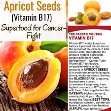 apricot natural bitter apricot raw seed