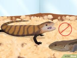 how to care for a skink 13 steps with
