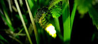 secrets of the glow worm country life
