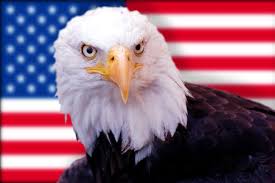 Image result for Photo of just an eagle's eyes
