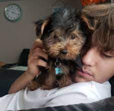 I have beautiful yorkshire terrier puppies available. Puppy Store In Marana Mall Closes Amid Claims It Sold Sick Dog That Later Died Local News Tucson Com