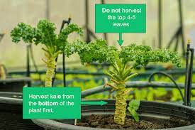 how to harvest kale plants for maximum