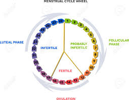 Menstrual Cycle Wheel Avarage Menstrual Cycle Follicular Phase