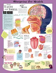 Blueprint For Health Your Taste And Smell Laminated Poster