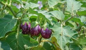 Brinjal Plant Facts Varieties Grow