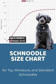 schnoodle size chart for toy miniature