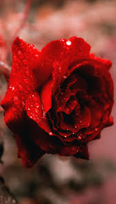 red rose flower iphone wallpapers hq