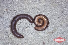 millipede control learn how to get rid