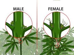 The female reproductive part of a flower is called the pistil. Marijuana Plant Anatomy The Different Parts Msnl Blog