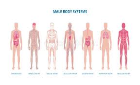 Basic body structure and organization. Male Body System Infographic Set Or Banner Flat Vector Illustration Isolated Stock Vector Illustration Of Health Isolated 169600154