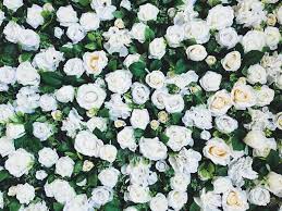 flower carpet roses care a vigorous