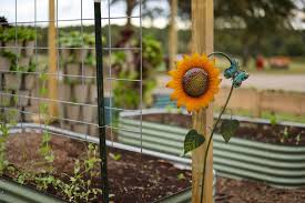 the best raised garden bed soil roots