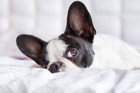 Yeast infection treatments are helpful and the best course of action for any pet parent. All The Reasons Your Dog S Ears Smell Great Pet Care