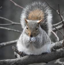 nature news gray squirrels are to be