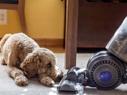 9 Best Vacuums For Pet Hair Of 2024