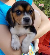 Use the search tool below and browse adoptable beagles! Beagle Puppies For Sale Escondido Ca 315489 Petzlover