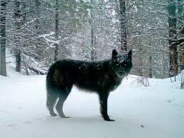 Перевод песни wolves — рейтинг: Gray Wolves To Be Removed From Endangered Species List Maine Public