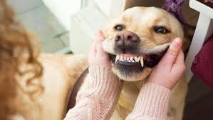 teeth cleaning for dogs cost