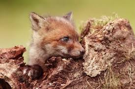 RÃ©sultat de recherche d'images pour "renard chetif"