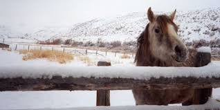 How Horses Cope With Cold Weather