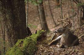 Deer Hunting Tips For Bedding Areas