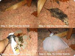 how to remove a dead in the attic