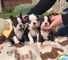 Maybe you would like to learn more about one of these? Maryland Boston Terrier Puppies