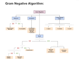gram negative flow chart 2 diagram