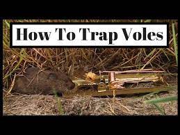 trap voles out of your yard or garden