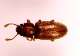 foreign grain beetle umn extension