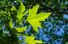 identifying the common american sycamore